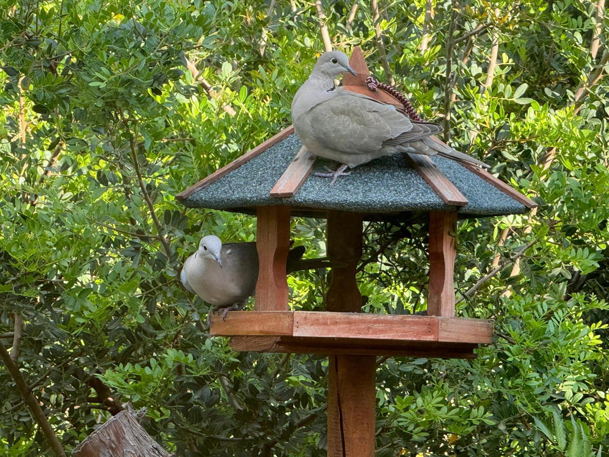 Hébergement de vacances Dei Fiori - Casa Capoterra
